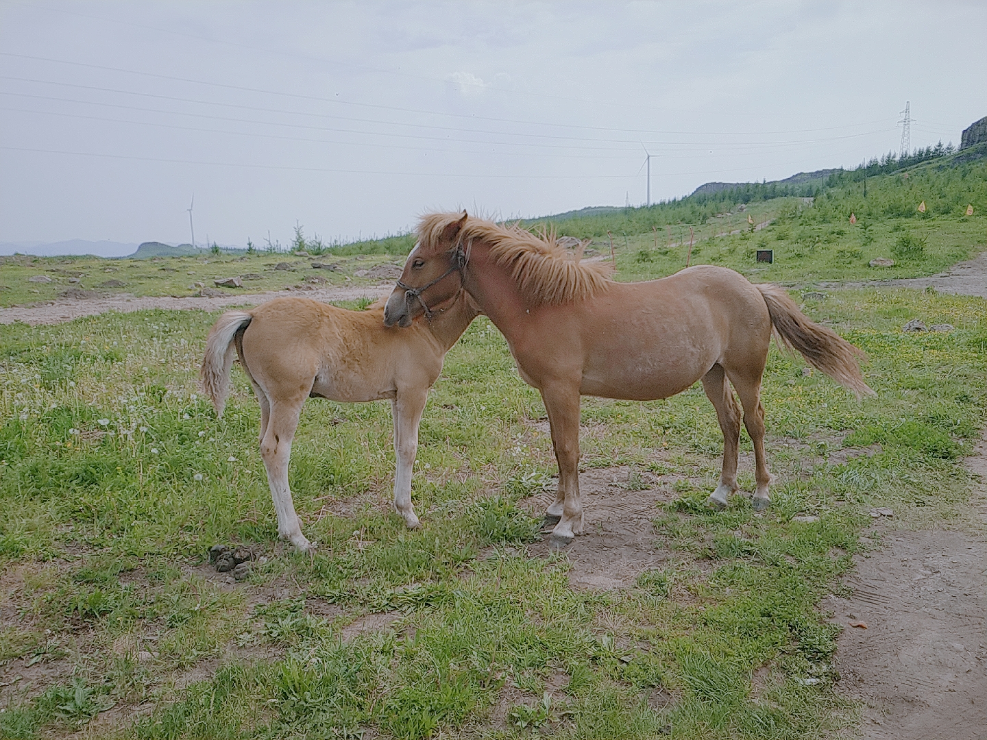 爱上草原，只需要一个瞬间